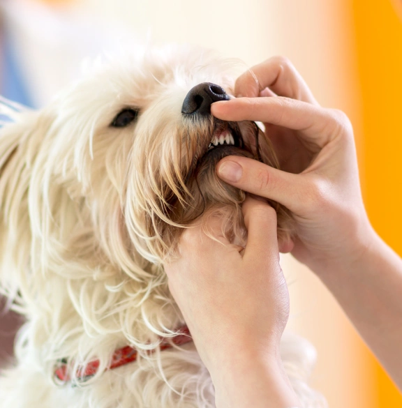 Pet Dentistry