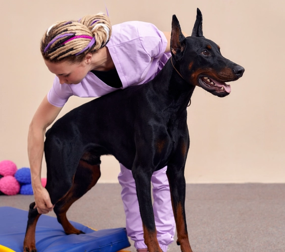 Canine Rehabilitation
