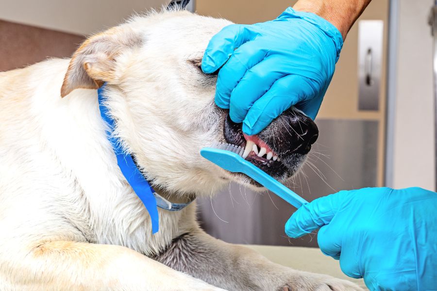 Prevent Pets Dental Disease
