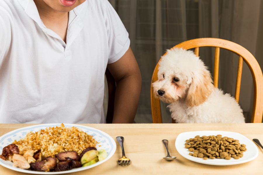 dogs eating human foods
