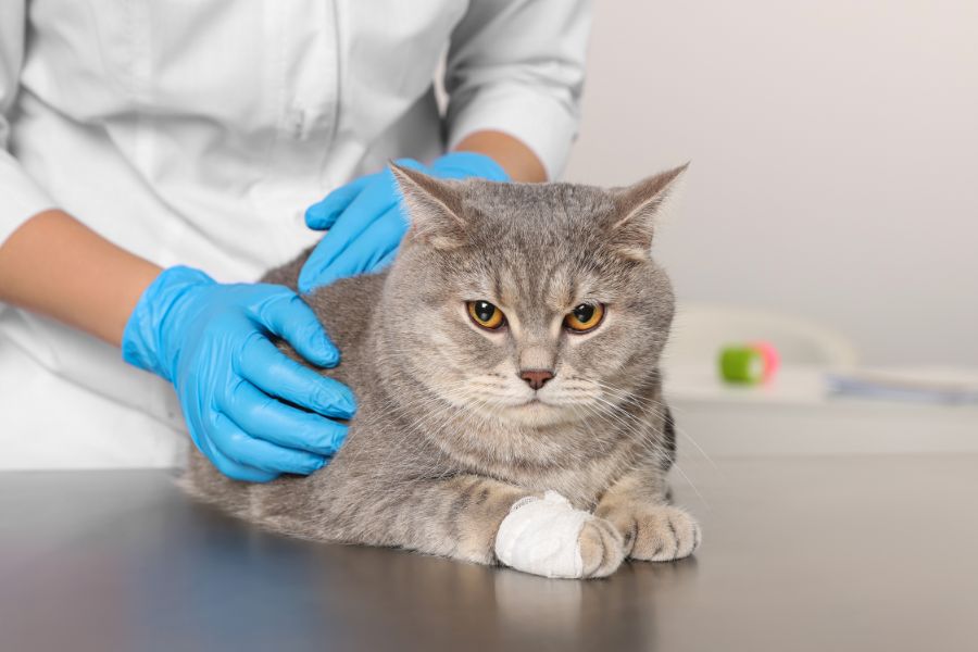 fear free veterinarian