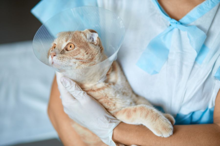 veterinary surgical risk management