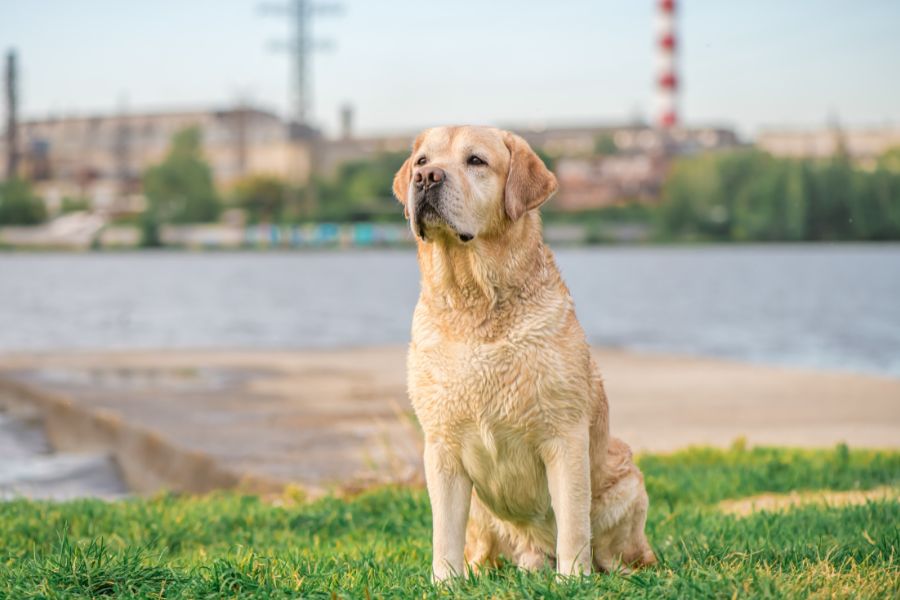 Choose Vet for Large Breed Dog