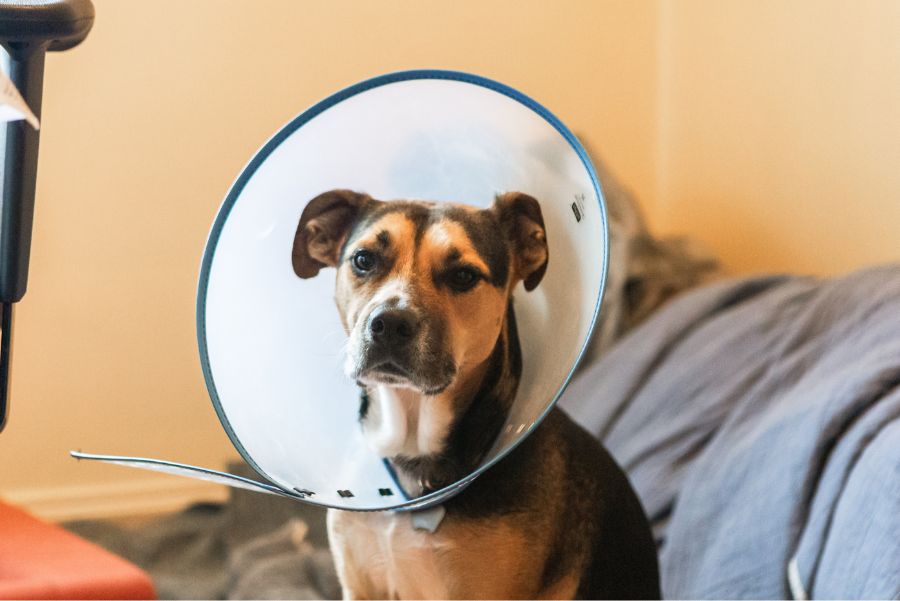 geriatric medicine animal hospital