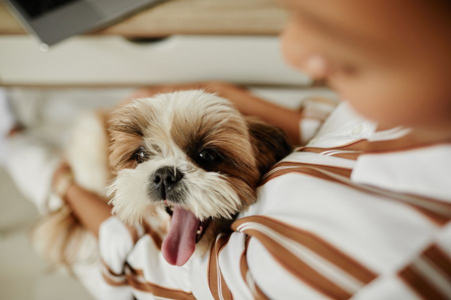 Bond Between Humans Dogs