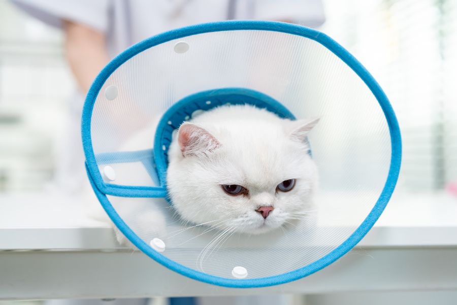 prepare cat for surgery