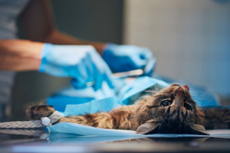 prepare cat for surgery