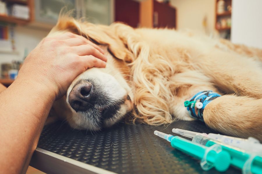 heartworm prevention in dogs
