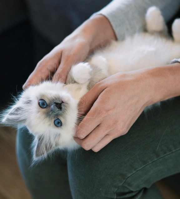 Cat Canine Rehabilitation