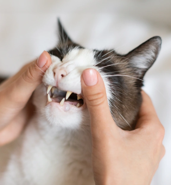 Cat Dentistry