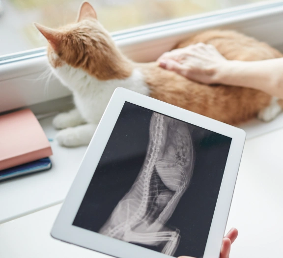 Cat Diagnostic Care