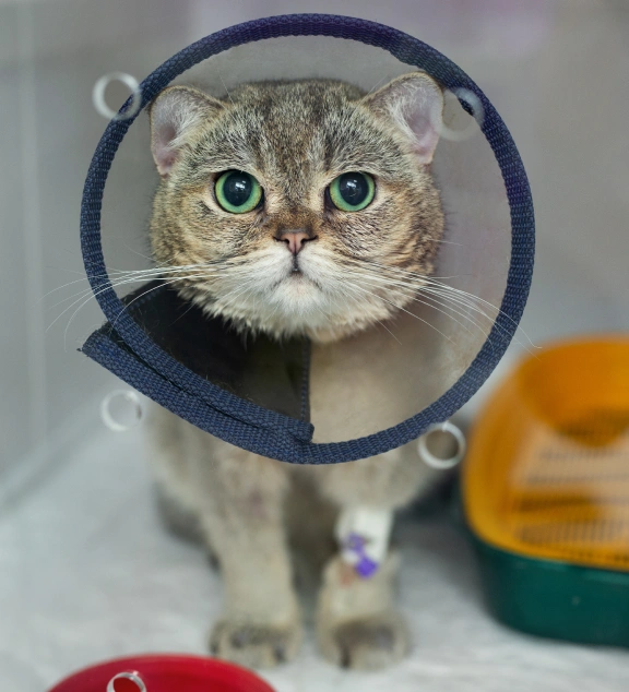 Cat Surgery
