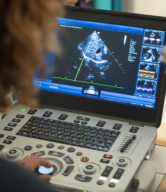 Cat Ultrasounds