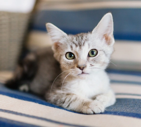 Veterinary Services For Cats