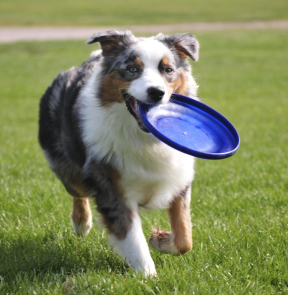 dog-canine-rehabilitation