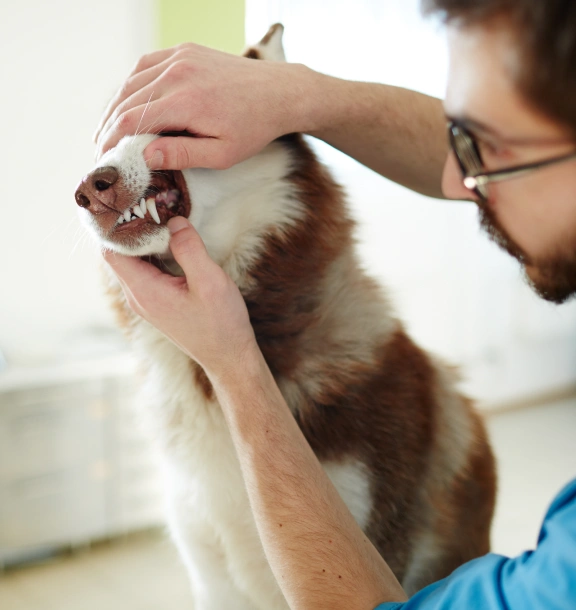 dog-dentistry