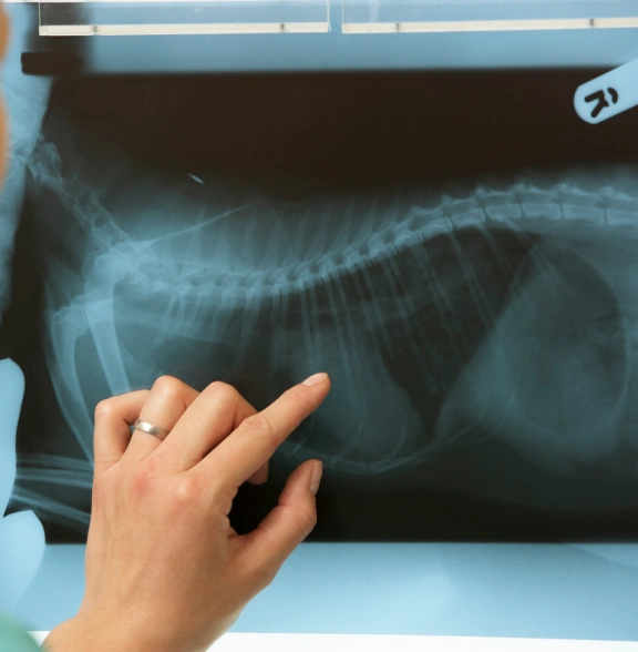 Dog Diagnostic Care