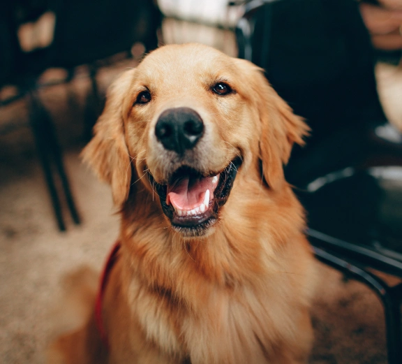 Dog Preventative Care