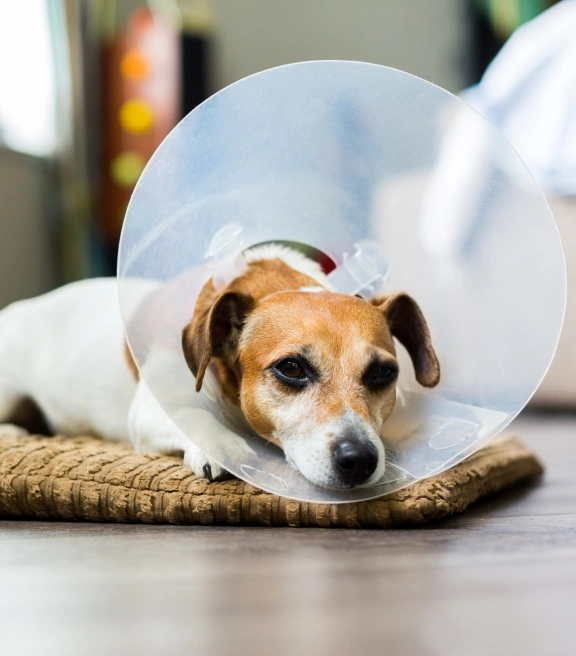dog-surgery