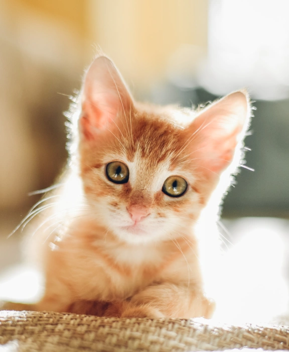 Kitten care