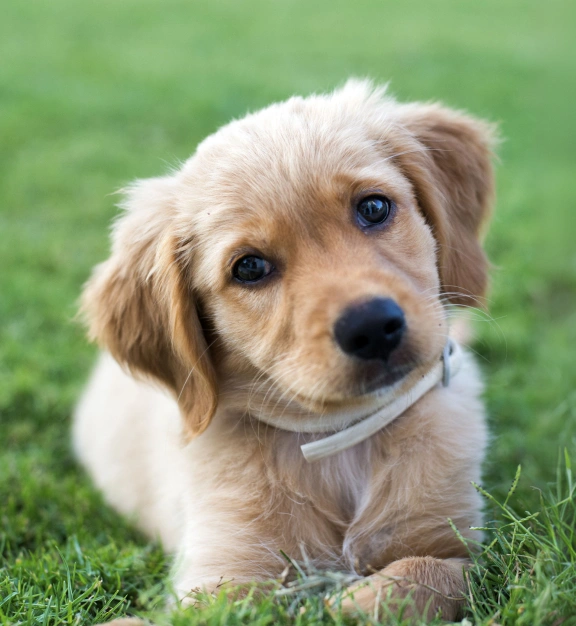 puppy-care
