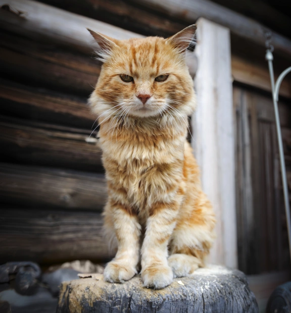 Senior Cat Care