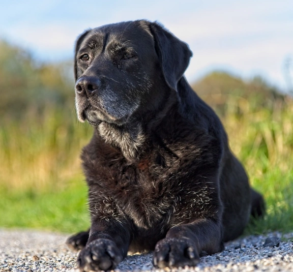 Senior Dog Care