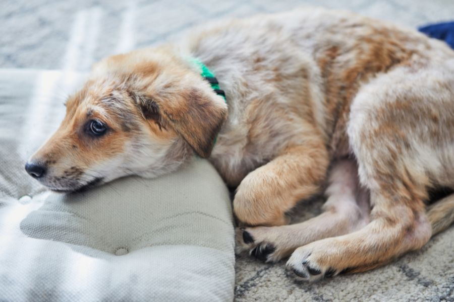 pet upset stomach symptoms