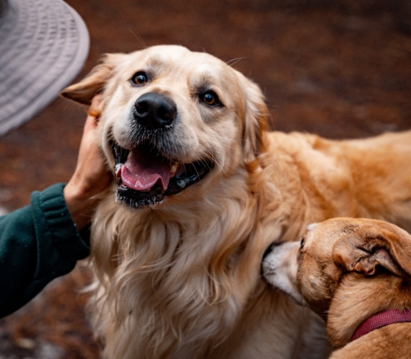 Veterinary Services For Dogs