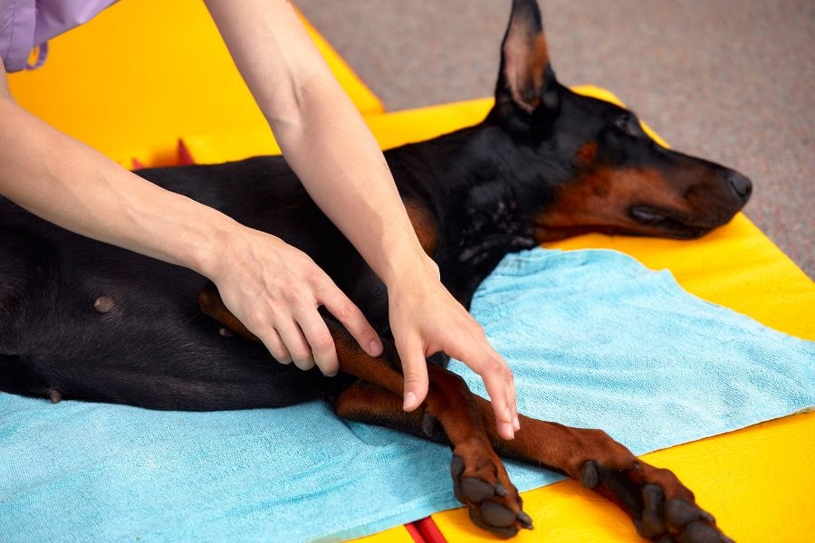 canine rehabilitation therapy