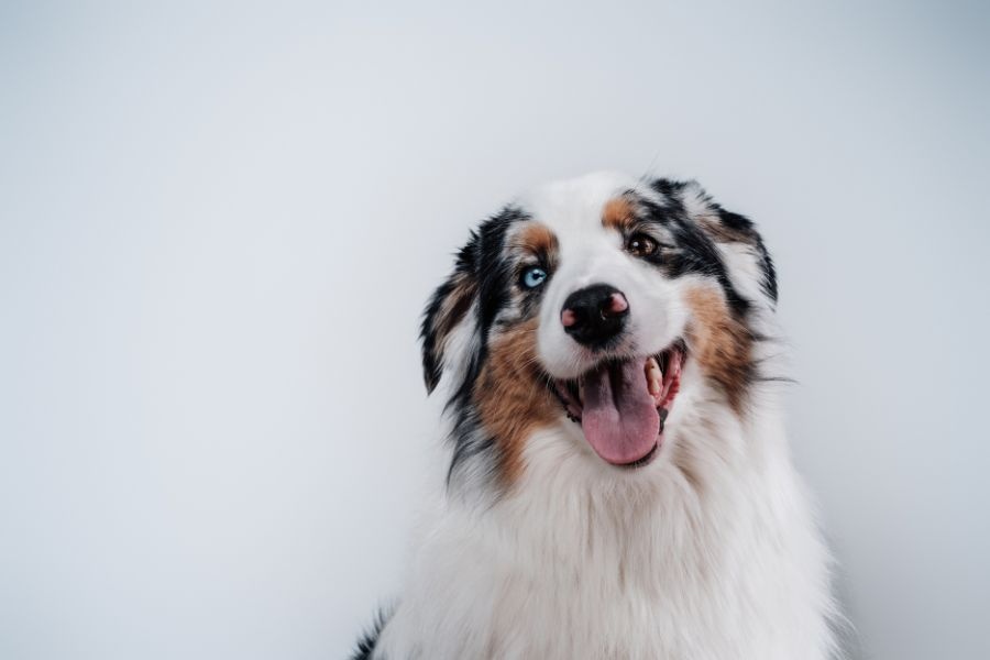 complete guide to dog whelping