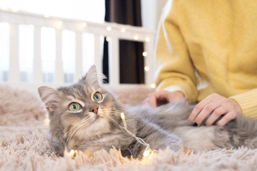 rescue cats warning signs