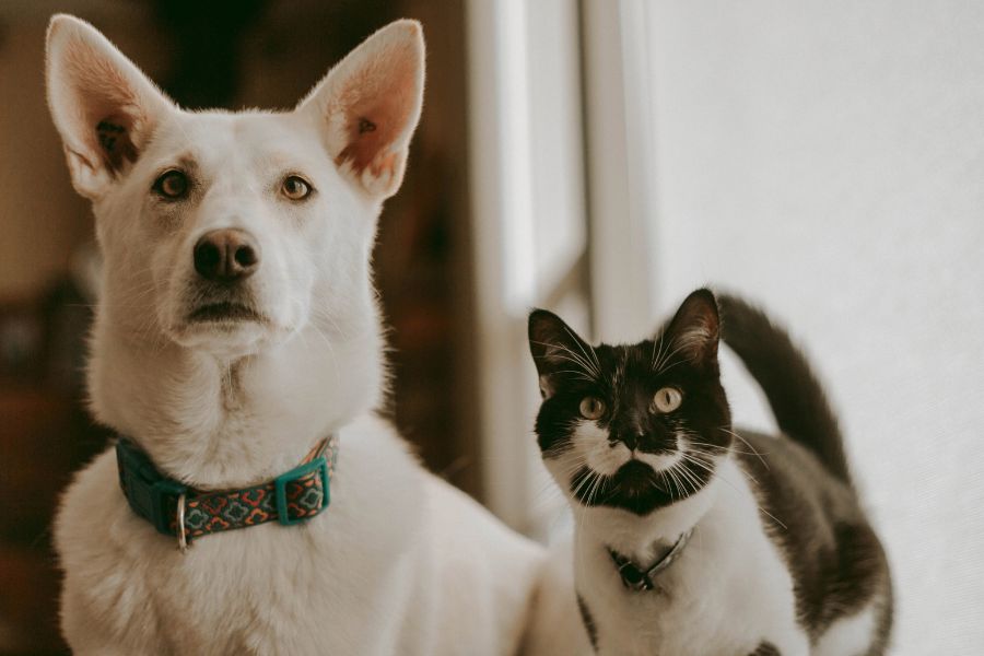 urgent pet care same day vet visits