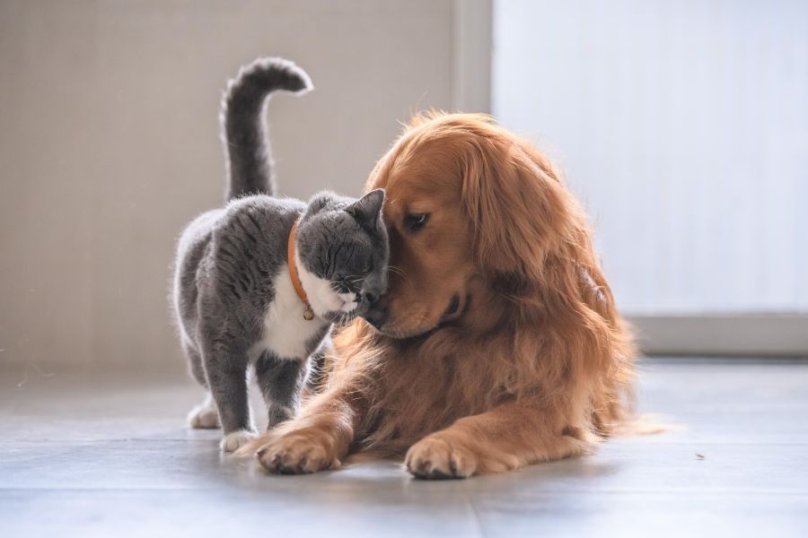 urgent pet care vs regular vet visit