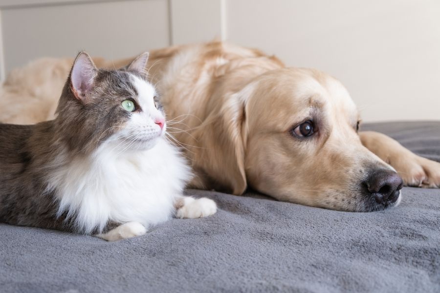 why senior pets need special vet care