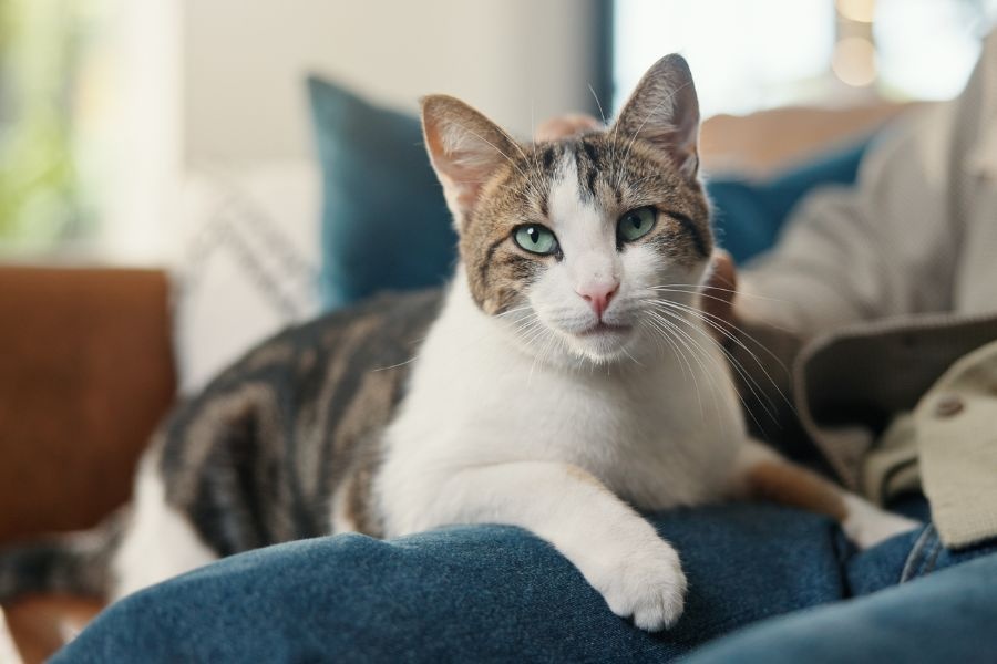 cats swallow foreign objects