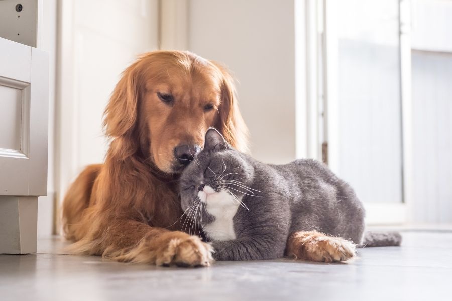 spay vs neuter surgery benefits