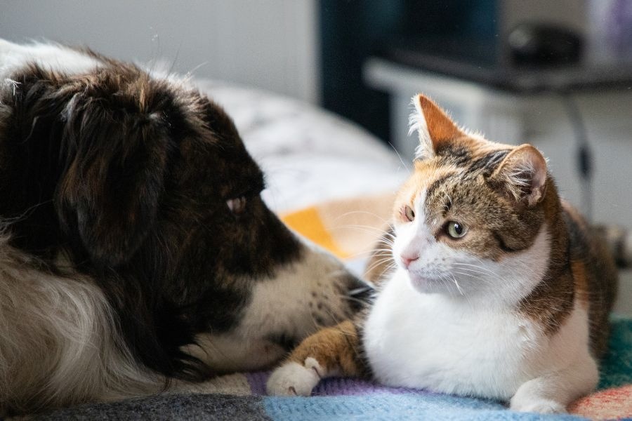 urgent pet care checklist