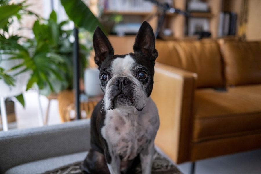 dog not eating common causes
