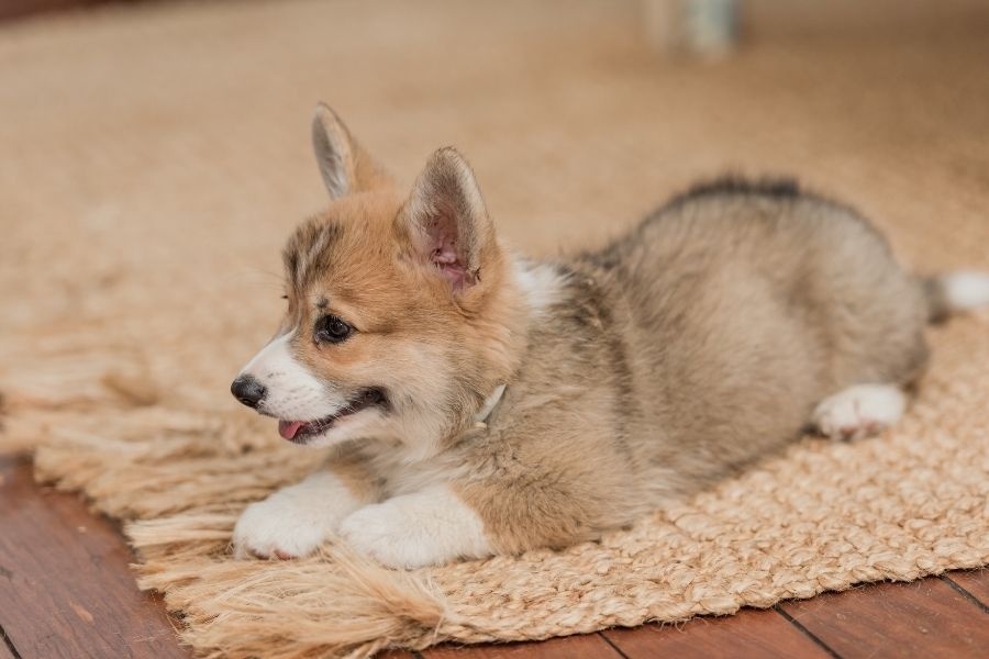pet symptoms that should never wait