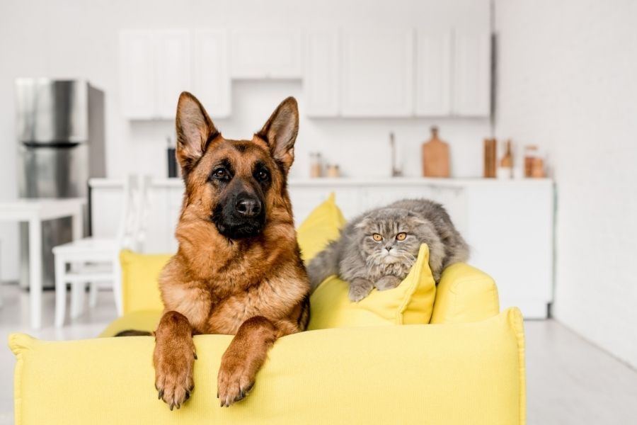 prepare pet for surgery guide