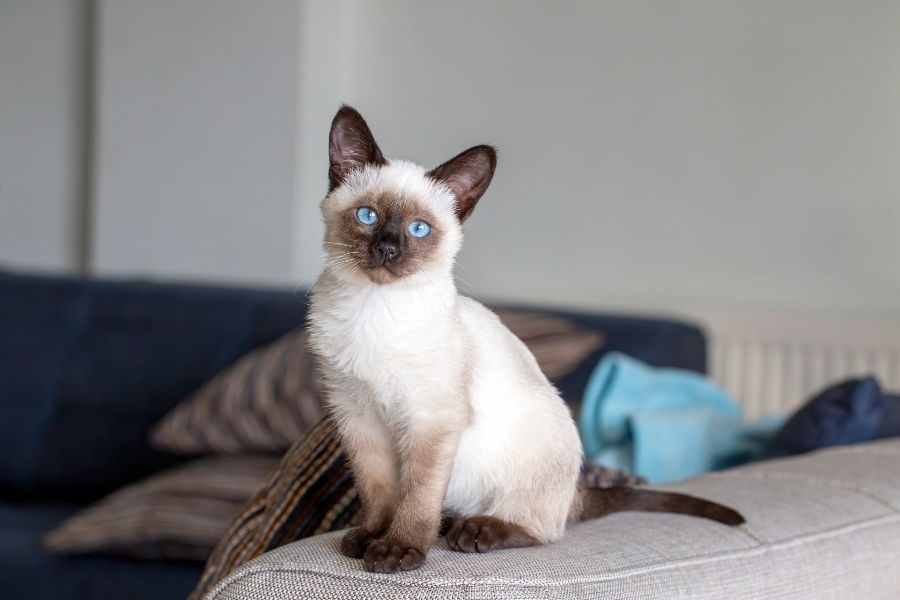 urgent care Siamese cats